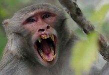 China confirma la primer muerte de una persona a causa del virus del mono