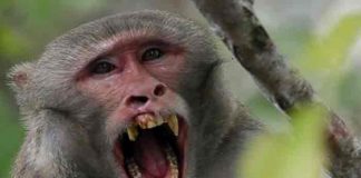 China confirma la primer muerte de una persona a causa del virus del mono