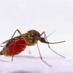 El estado indio de Kerala identifica 14 casos de zika india, kerala, zika, virus,