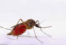 india, kerala, zika, virus,