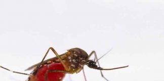 india, kerala, zika, virus,