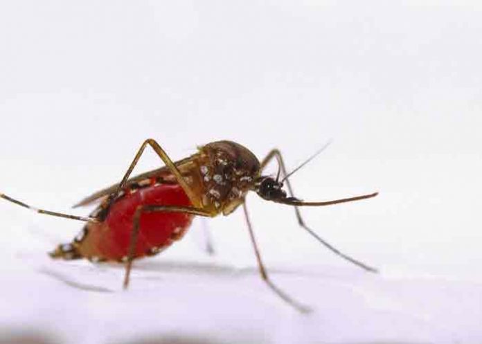 india, kerala, zika, virus,