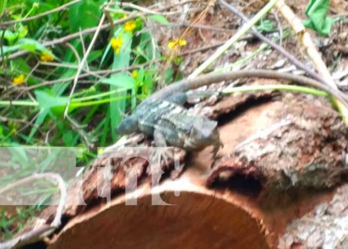 Zoocriaderos de Granada reciben bonos del MARENA