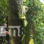 Liberación de animales exóticos en zoocriadero de Siuna