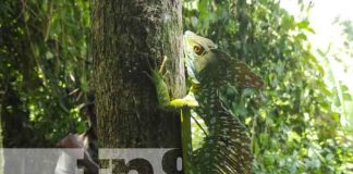 Liberación de animales exóticos en zoocriadero de Siuna