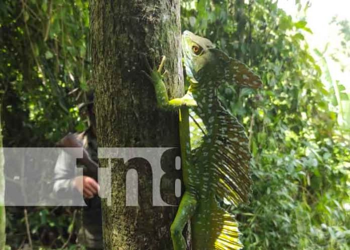Liberación de animales exóticos en zoocriadero de Siuna