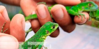 nicaragua, nueva segovia, zoocriaderos, iguanas,