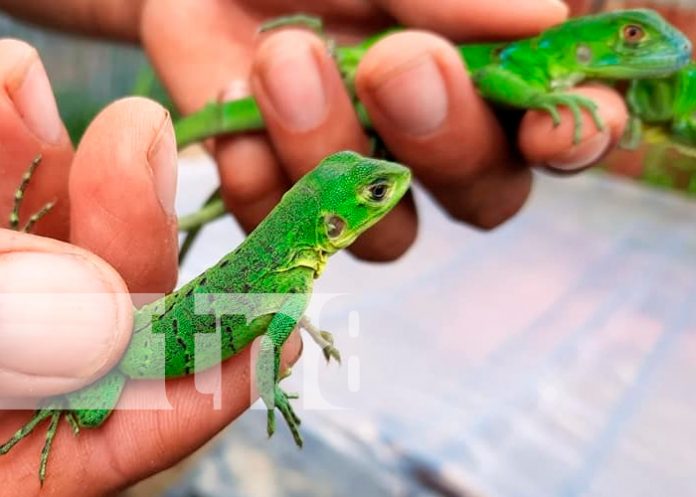 nicaragua, nueva segovia, zoocriaderos, iguanas,