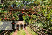 «Entre Pinos» la nueva opción para amantes de las fincas eco-turísticas nicaragua, madriz, fincas, eco turismo, entre pinos,