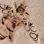 estados unidos, ciencia, escarabajo, fosil,