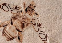 Escarabajo que vivió hace 49 millones de años es identificado tras un estudio estados unidos, ciencia, escarabajo, fosil,
