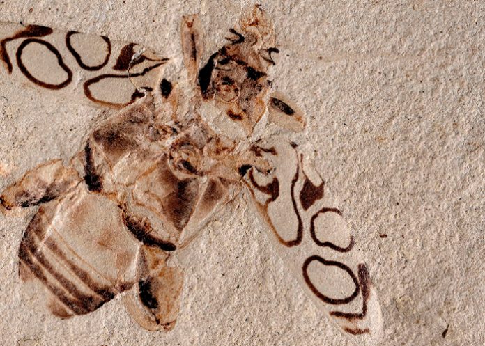 estados unidos, ciencia, escarabajo, fosil,