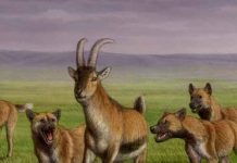 Descubren los restos fósiles de una especie de cánido «hipercarnívoro» ciencia, descubrimiento, canido, restos fosiles, caracteristicas