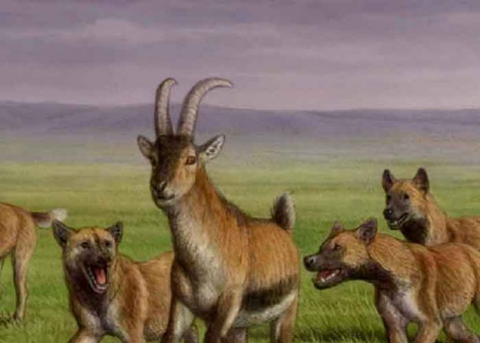 ciencia, descubrimiento, canido, restos fosiles, caracteristicas