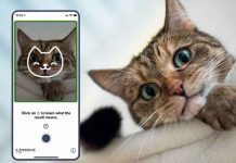¿Te gustan los gatos? Con está aplicación sabrás si es feliz o tiene dolor tecnologia, gatos, aplicacion, tably, cuido