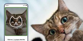 tecnologia, gatos, aplicacion, tably, cuido