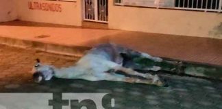 nicaragua, juigalpa, hipica, caballo, muerto,