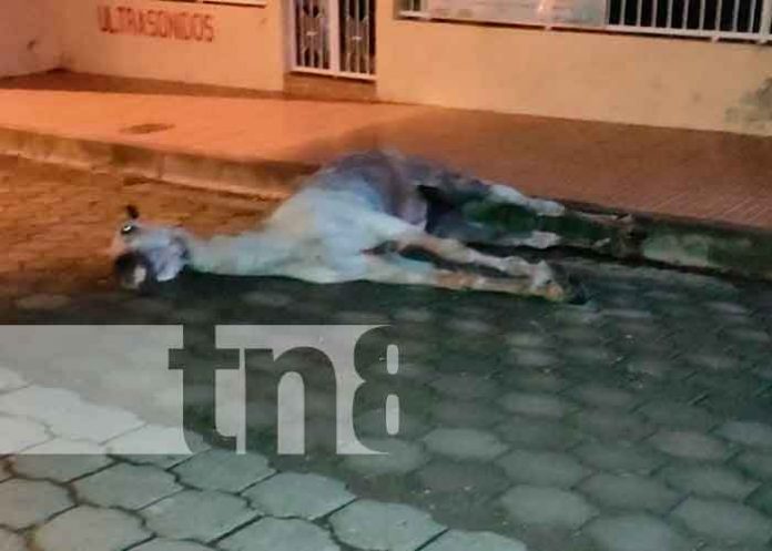 nicaragua, juigalpa, hipica, caballo, muerto,