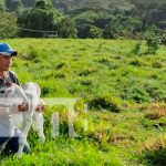 MAG obtiene buenos resultados a través del Programa de Inseminación Artificial nicaragua, matiguas, inseminacion artificial, programa, mag,