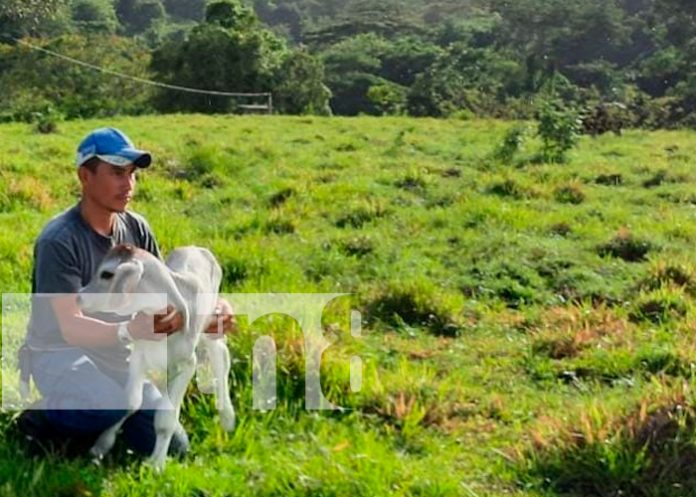 nicaragua, matiguas, inseminacion artificial, programa, mag,