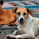 Sabías que hoy se celebra el Día Internacional del Animal sin Hogar