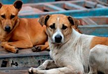 Sabías que hoy se celebra el Día Internacional del Animal sin Hogar