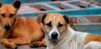 Sabías que hoy se celebra el Día Internacional del Animal sin Hogar