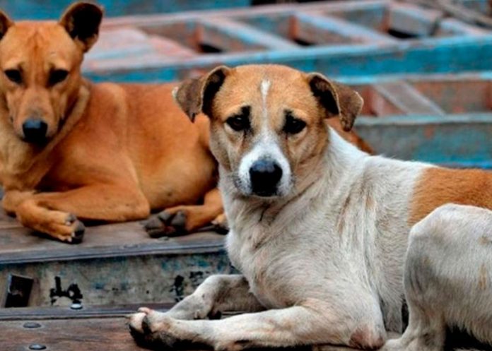 3 Sabías que hoy se celebra el Día Internacional del Animal sin Hogar