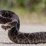 Las serpientes de cascabel engañan con su sonido a las posibles amenazas Las serpientes de cascabel engañan con su sonido a las posibles amenazas