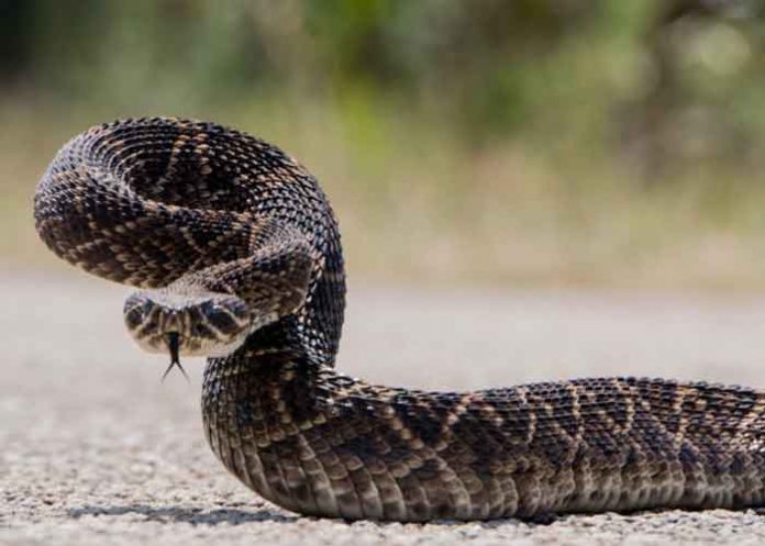 3 Las serpientes de cascabel engañan con su sonido a las posibles amenazas