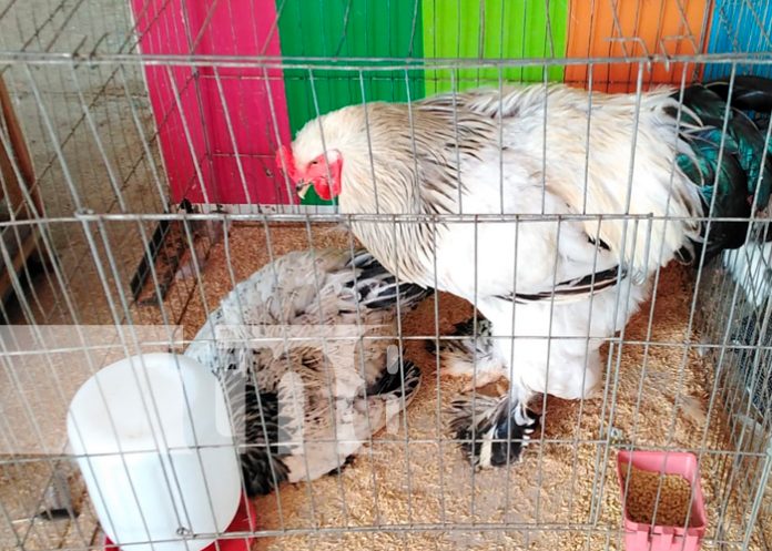 nicaragua, managua, parque de ferias, exotica, feria,