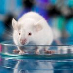 Científicos intercambian por correo semen de ratón mediante un «Libro de esperma» ciencia, japon, libro de esperma, semen, ratones,