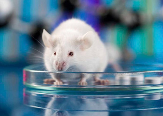 4 ciencia, japon, libro de esperma, semen, ratones,