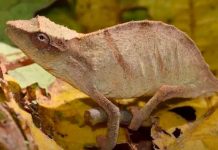 Hallan en la selva africana uno de los camaleones más raros del mundo ciencia, descubrimiento, camaleon, nueva especie, caracteristicas