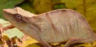 ciencia, descubrimiento, camaleon, nueva especie, caracteristicas
