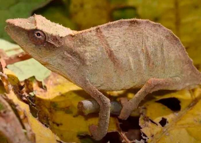 4.1 ciencia, descubrimiento, camaleon, nueva especie, caracteristicas