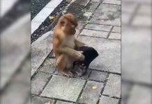 ¿No te da pena? Hasta este mono sabe ponerse bien el cubrebocas (VIDEO) ¡Hasta este mono se pone mejor el cubrebocas que algunas personas! (VIDEO)