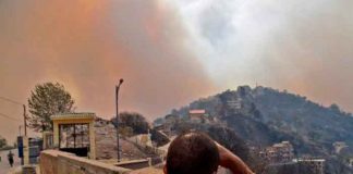 argelia, incendios, fallecidos, afectaciones, temperaturas altas