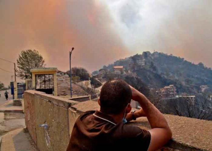 argelia, incendios, fallecidos, afectaciones, temperaturas altas