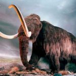 ciencia, mamut lanudo, estudio, colmillo, cientificos