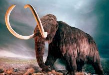 Colmillo de un mamut lanudo permite reconstruir sus pasos hace 17.000 años ciencia, mamut lanudo, estudio, colmillo, cientificos