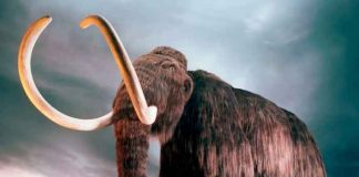 ciencia, mamut lanudo, estudio, colmillo, cientificos
