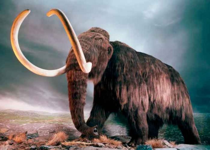 ciencia, mamut lanudo, estudio, colmillo, cientificos