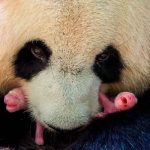 francia, pandas, nacimientos, bebes, gemelos