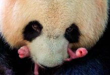 francia, pandas, nacimientos, bebes, gemelos
