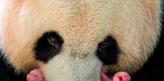 francia, pandas, nacimientos, bebes, gemelos