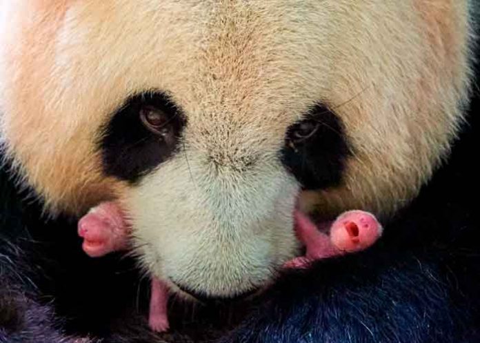 francia, pandas, nacimientos, bebes, gemelos