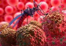 Descubren cómo el parásito de la malaria se defiende de la fiebre, según estudio Descubren cómo el parásito de la malaria se defiende de la fiebre, según estudio