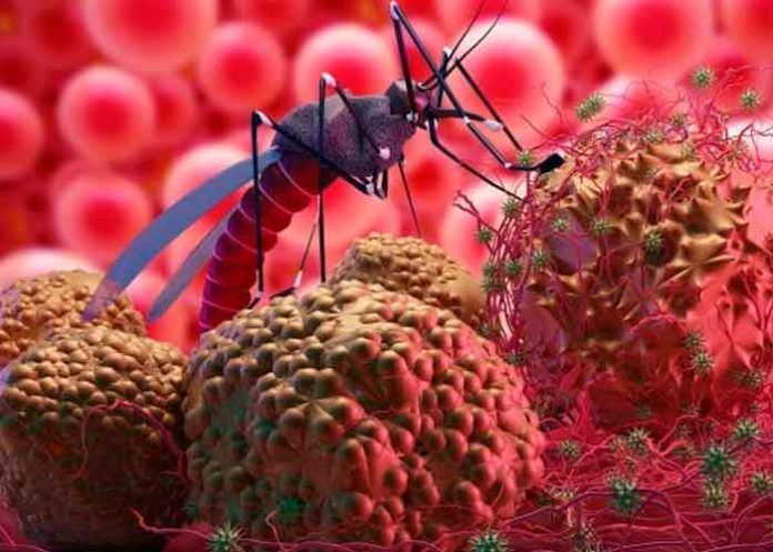 Descubren cómo el parásito de la malaria se defiende de la fiebre, según estudio