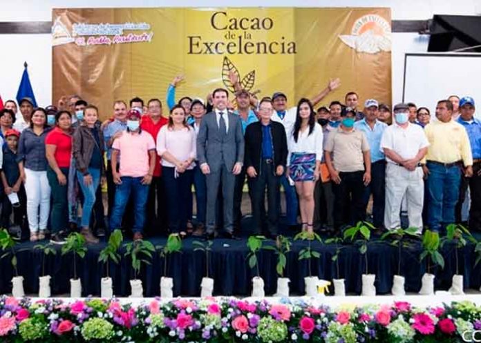 8 nicaragua, cacao, clasificacion, muestra, calidad